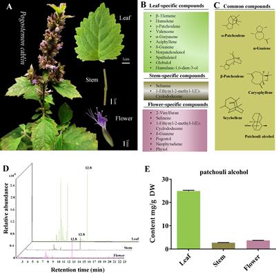 GC-MS and UHPLC-QTOFMS-assisted identification of the differential metabolites and metabolic pathways in key tissues of Pogostemon cablin
